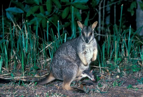 Queensland Rock Kangaroo