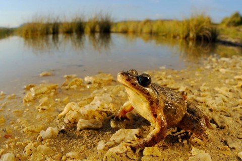 Painted frog