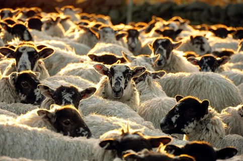 Domestic Sheep