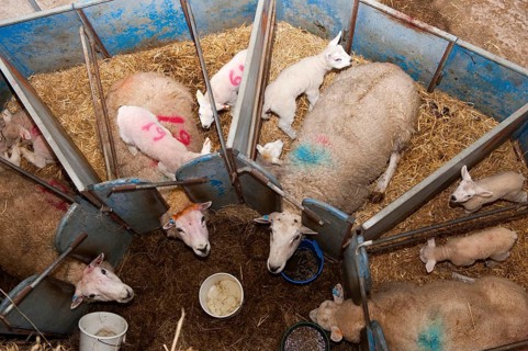 Domestic sheep