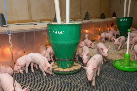 Pig farming