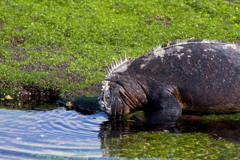 Galapagos marine lizard