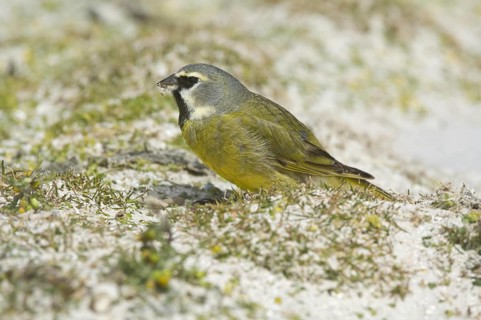 Black-throated Finch