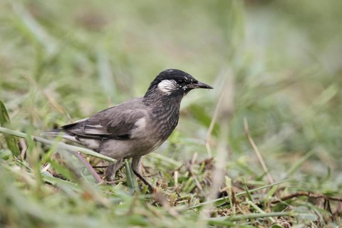 White-cheeked Starling