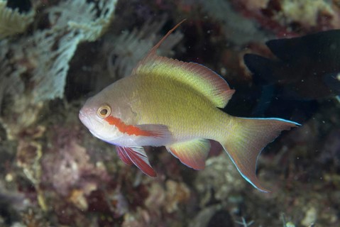 Flagfish