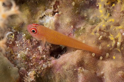 Ring-tailed Dwarf Gobi