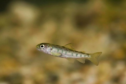 Atlantic salmon