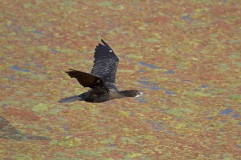 Lesser little cormorant