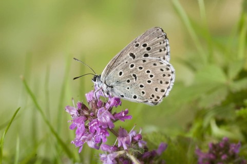 Quendel's Ant Blue