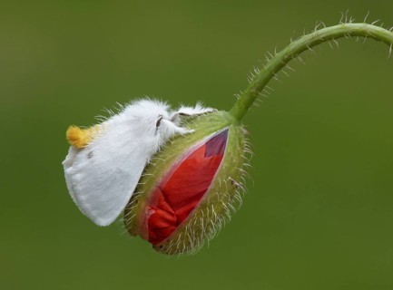 Yellow-tail
