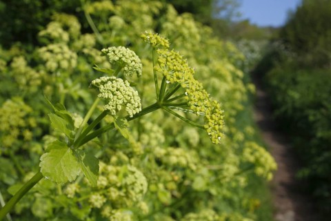 Alexanders