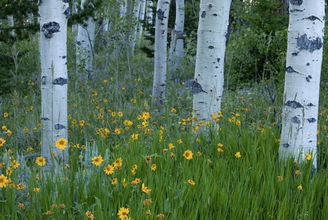 Flowers of aspen sunflower