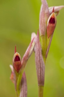 Small-flowered Tongue Orchid