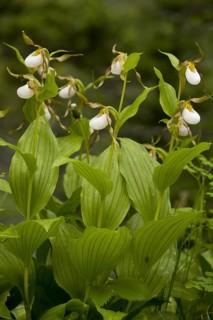 Mountain Lady's Slipper