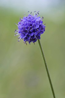 Devil's Bit