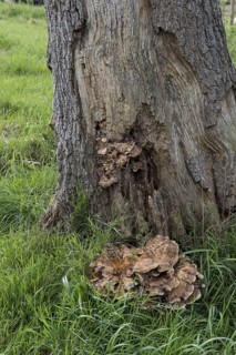 Giant Polypore