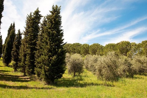 Mediterranean cypress