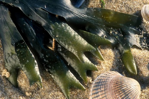 Spiral wrack