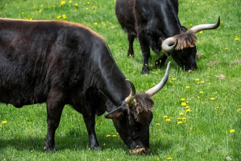 Heck domestic cattles