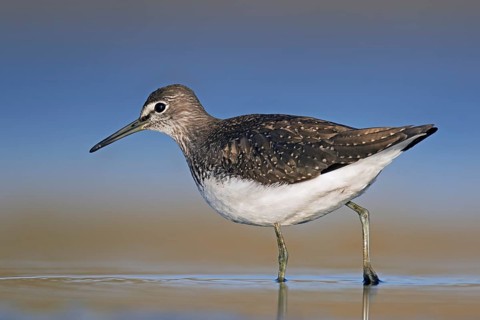 Green sandpiper