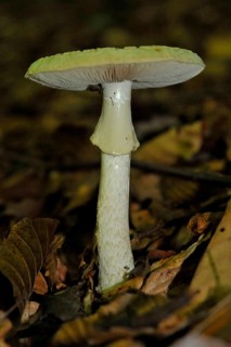 False Death Cap