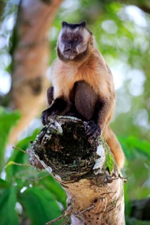 Brown Capuchin