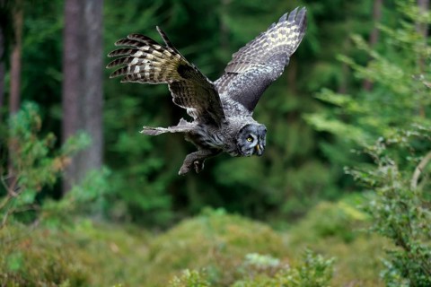 Great Grey Owl