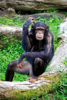 Common chimpanzee