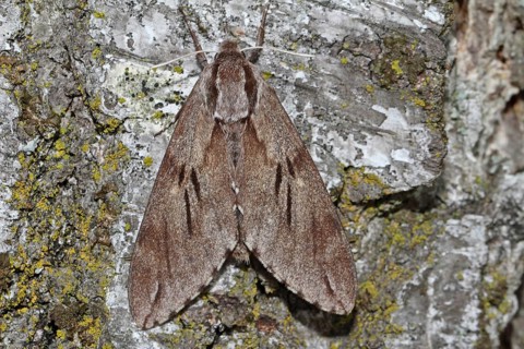 Pine Hawk Moth