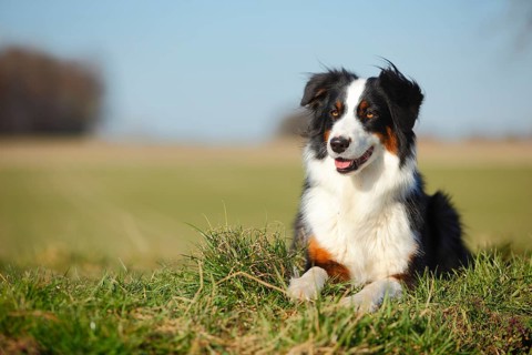 Australian Shepherd