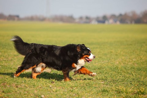 Bernese Mountain Dog