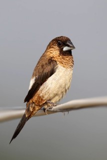 White-rumped munia
