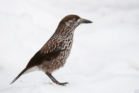Spotted Nutcracker