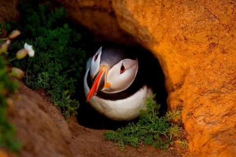 Atlantic Puffin