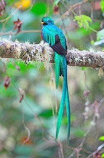 Quetzal