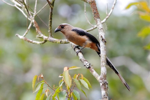 Bornean Treepie
