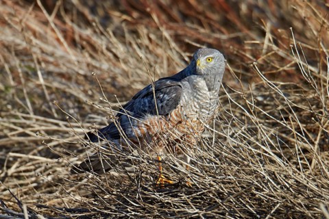 Cinereous Harrier