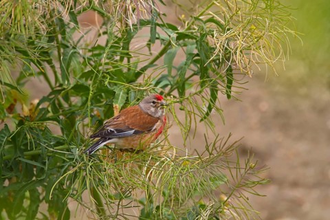Acanthis cannabina