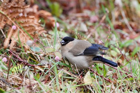 Azores Bullfinch