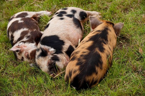 Domestic pig