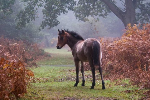 New Forest pony