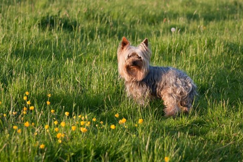 Domestic dog