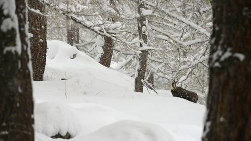Chamois