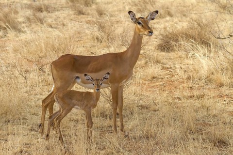 Impala