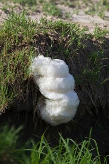 Foam-nest Treefrog