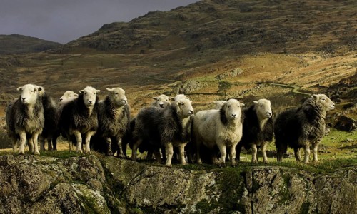 Domestic Sheep