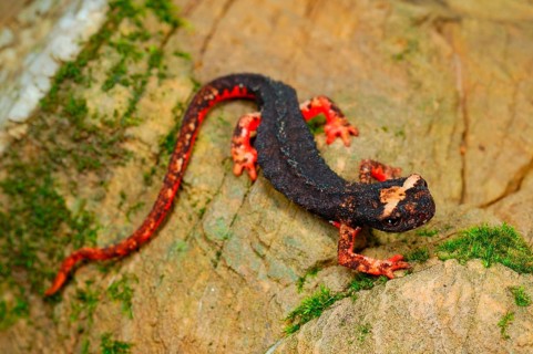 Northern Spectacled Salamander