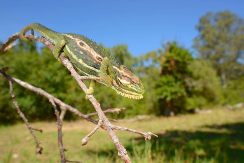 Cape Dwarf Chameleon