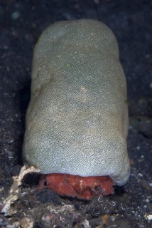 Adult sponge crab