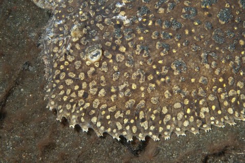 Peacock sole